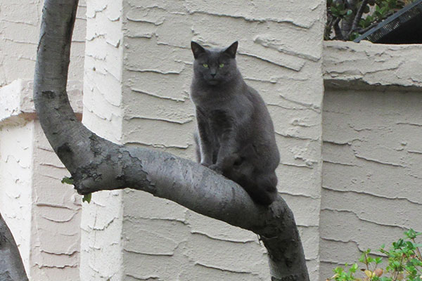 Cat in a tree