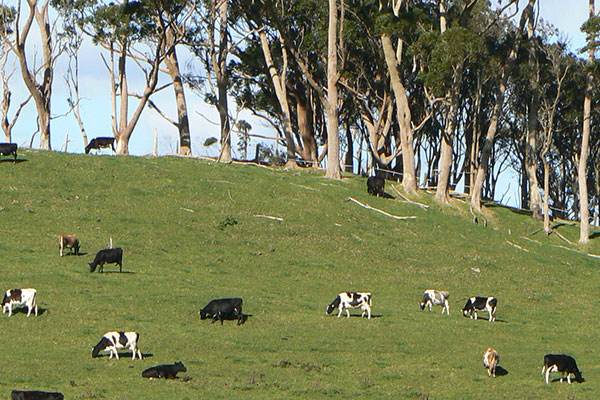 Cow grazing