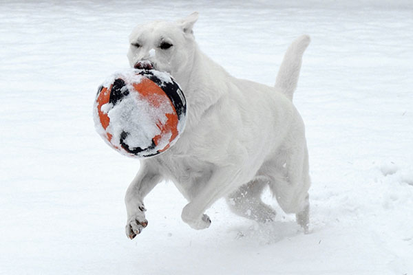 Dog with a basketball