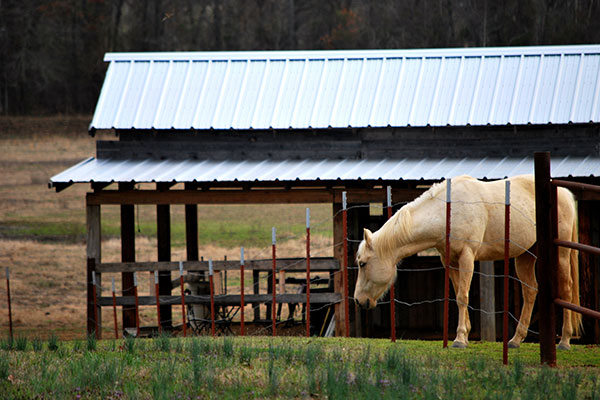 Horse and a stable