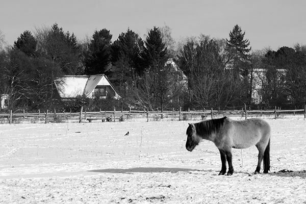 Horse in snow