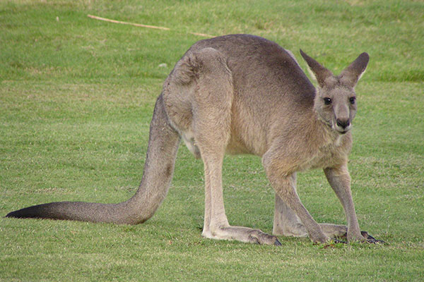 Kangaroo