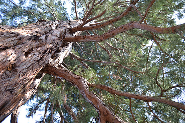 Looking upward at a tree