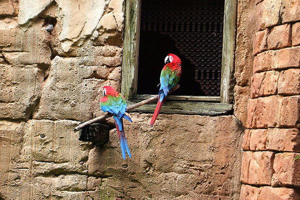 Macaws on windowsill