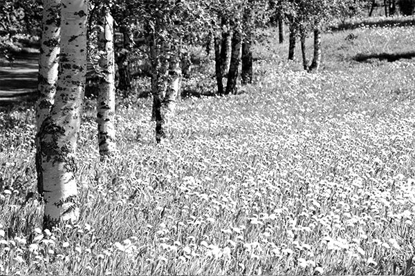 Trees in a meadow