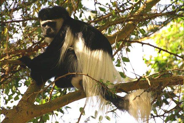 Monkey in a tree