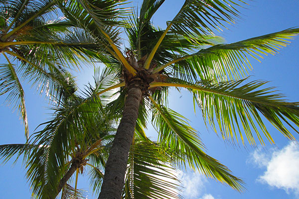 Palm tree against a blue sky