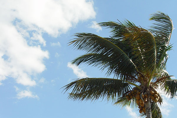 Palm tree in the wind