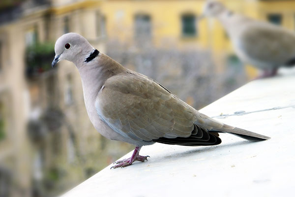 Pigeons