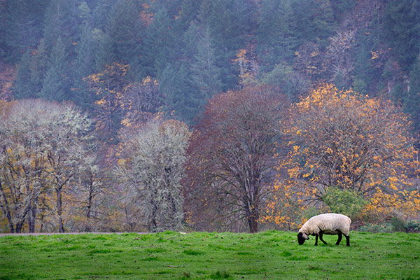 Sheep grazing