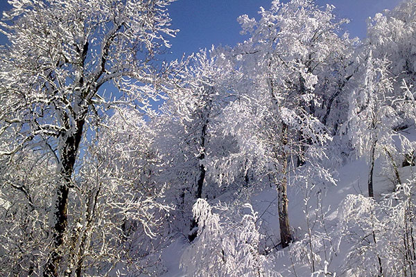 Tree covered in snow