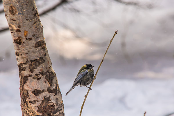 Sparrow in a tree