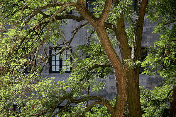 Tree and building