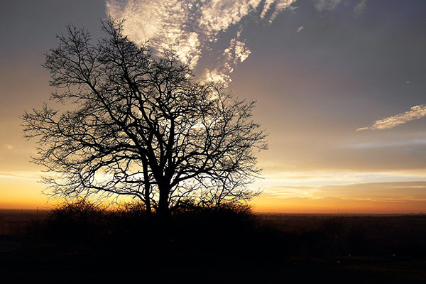 Tree against setting sun