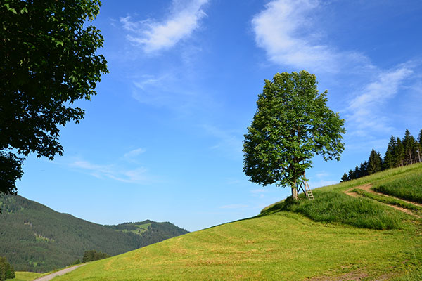 Trees on a hillside