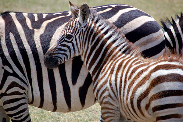 Zebras